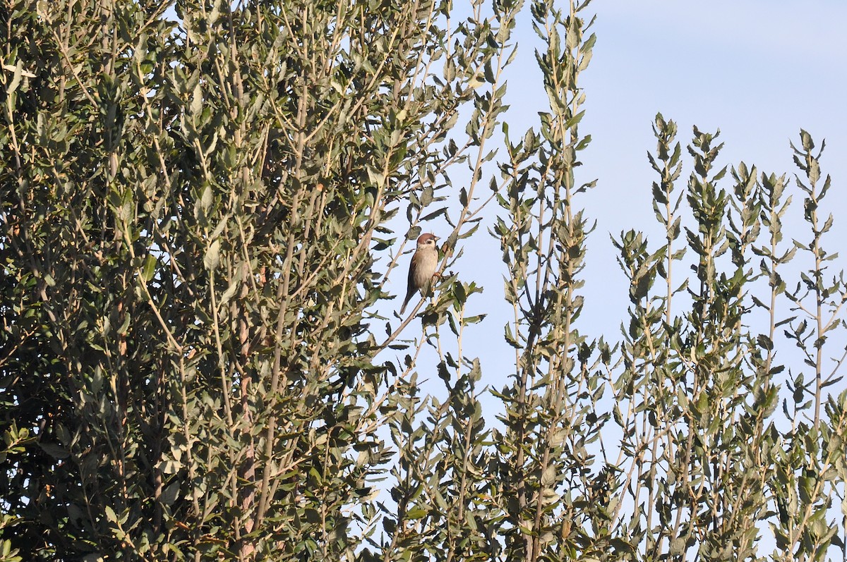 Eurasian Tree Sparrow - ML614891462