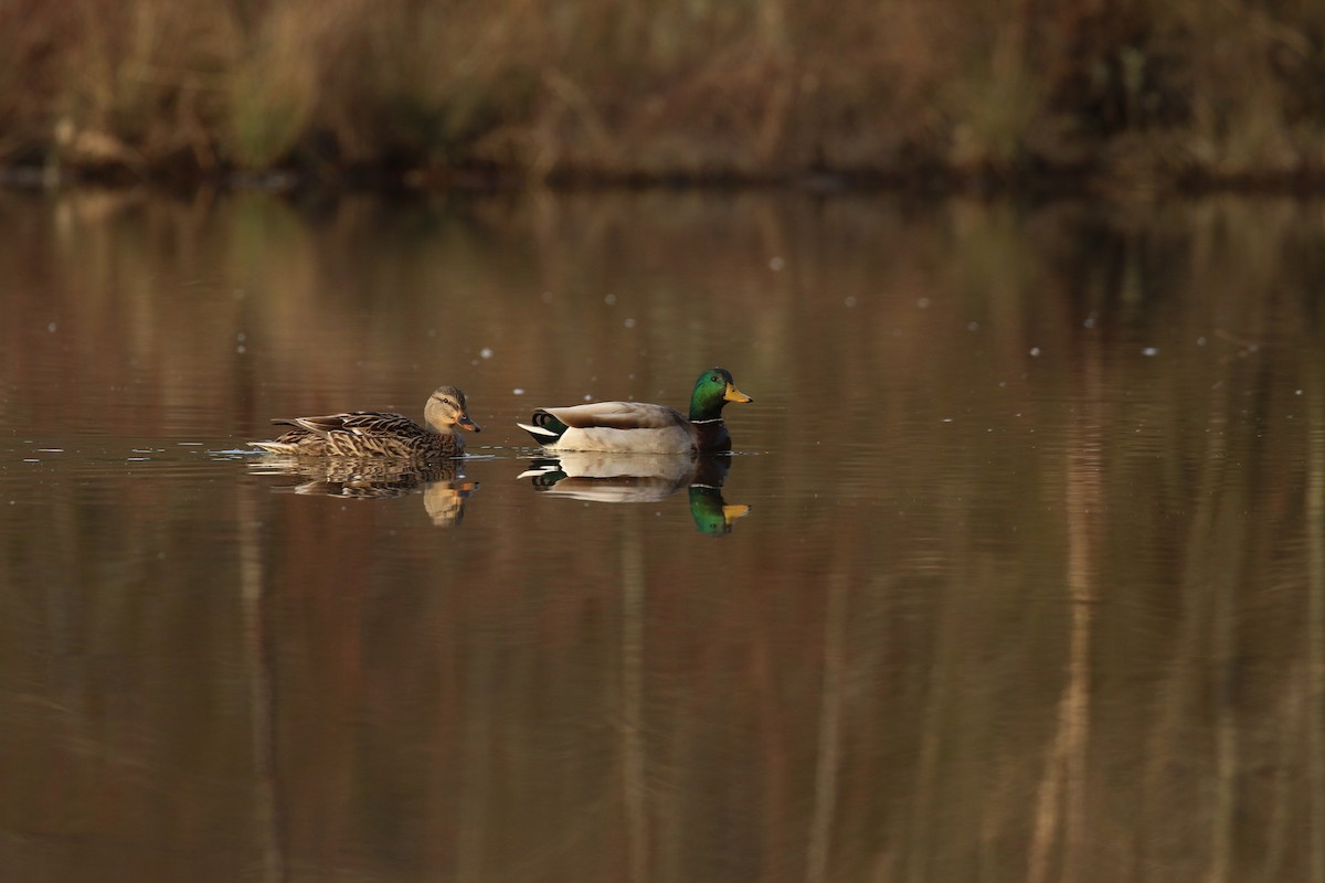 Canard colvert - ML614891472