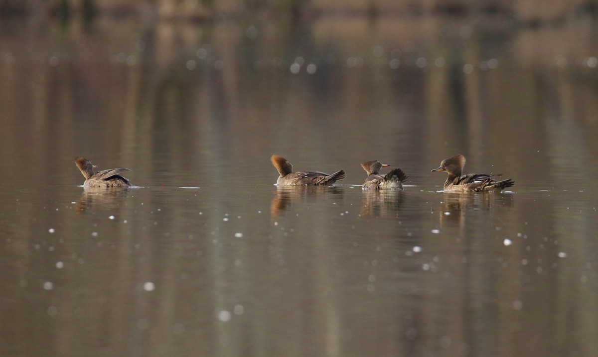 Hooded Merganser - ML614891490