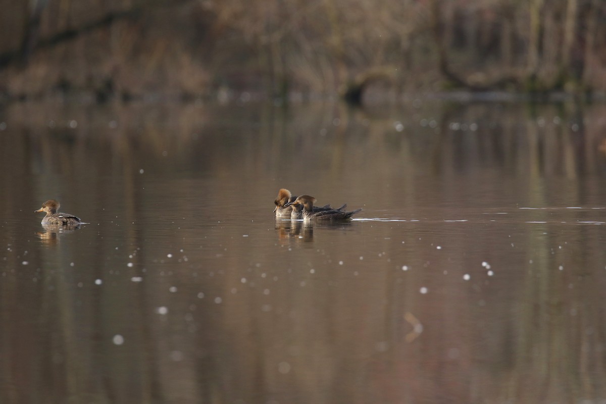 Hooded Merganser - ML614891493