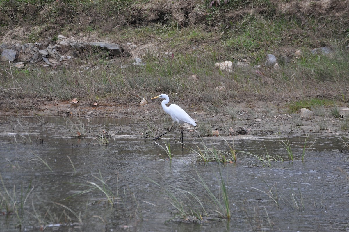 Great Egret - ML614891494