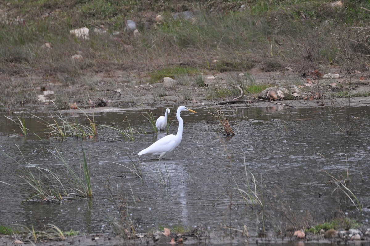 Great Egret - ML614891495