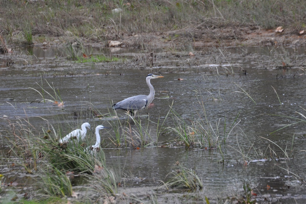 Gray Heron - ML614891497