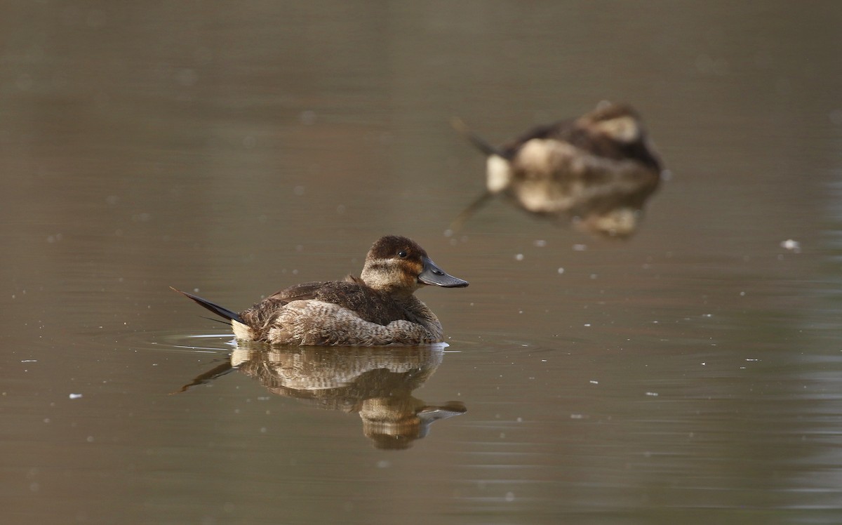 Ruddy Duck - ML614891499