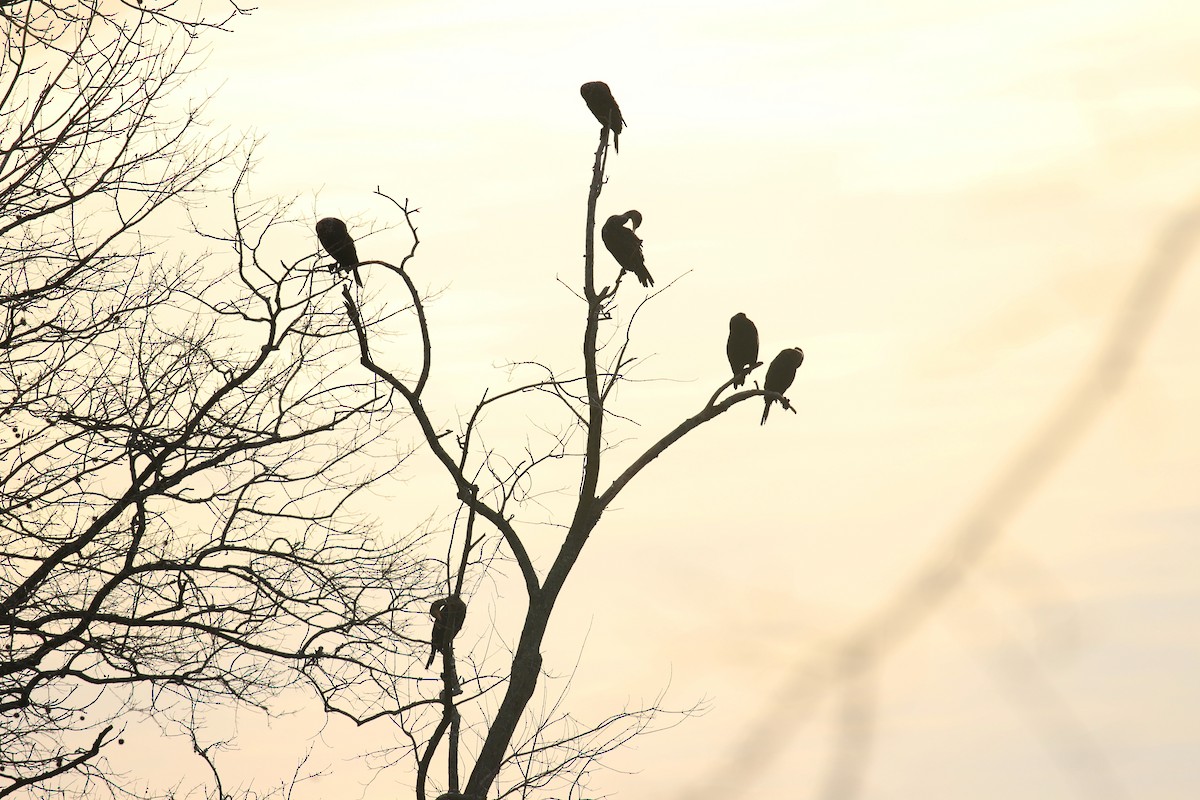 Double-crested Cormorant - ML614891503