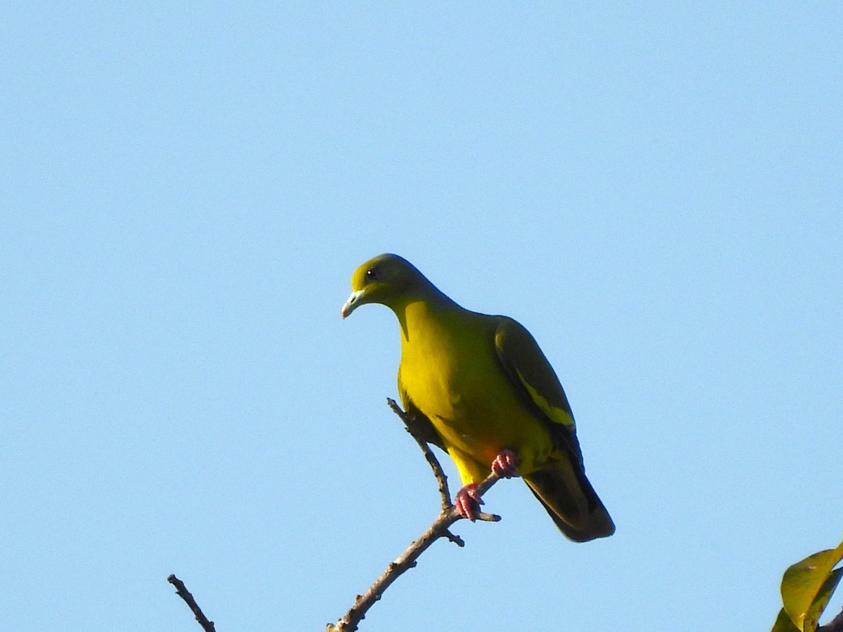 Orange-breasted Green-Pigeon - ML614891506