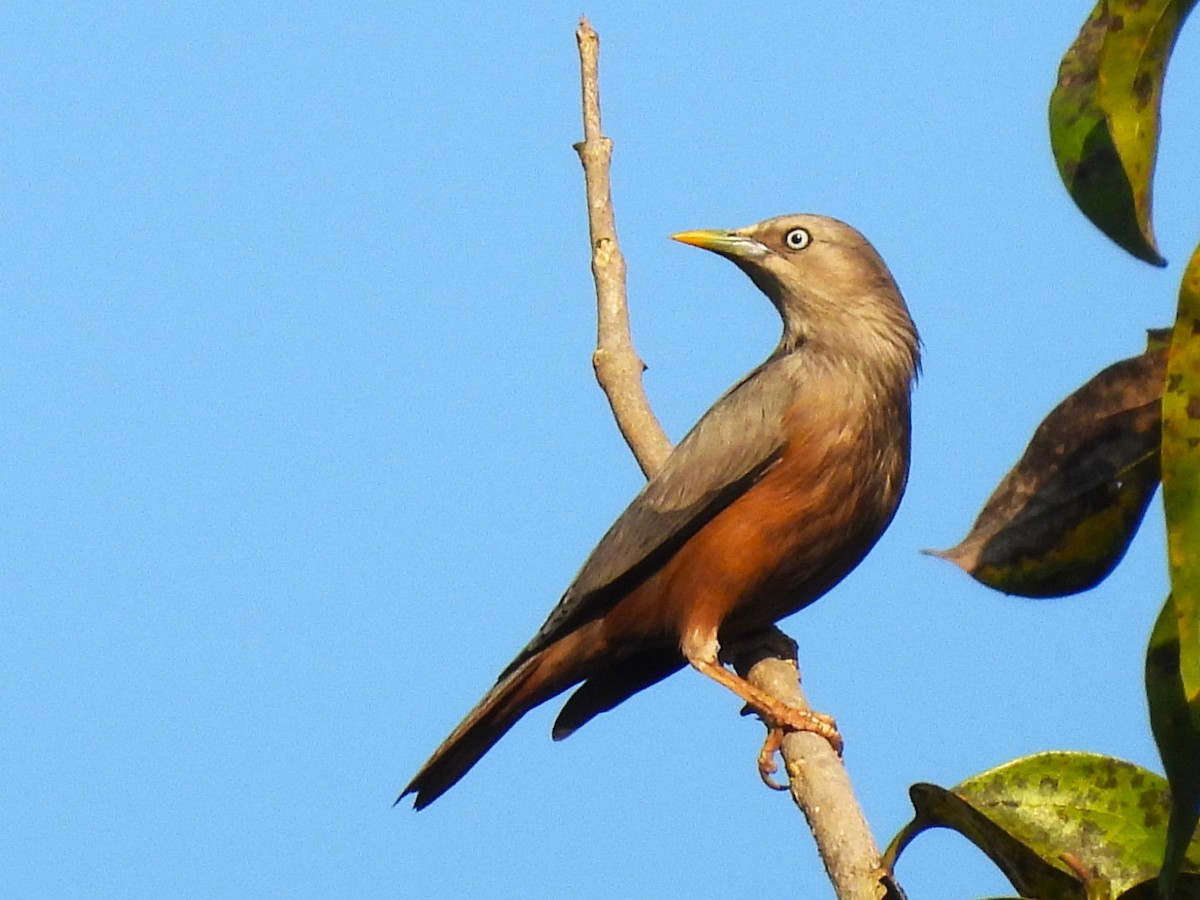 Chestnut-tailed Starling - ML614891511