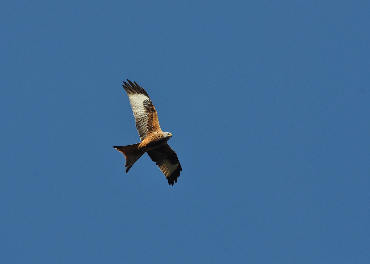 Red Kite - ML614891515
