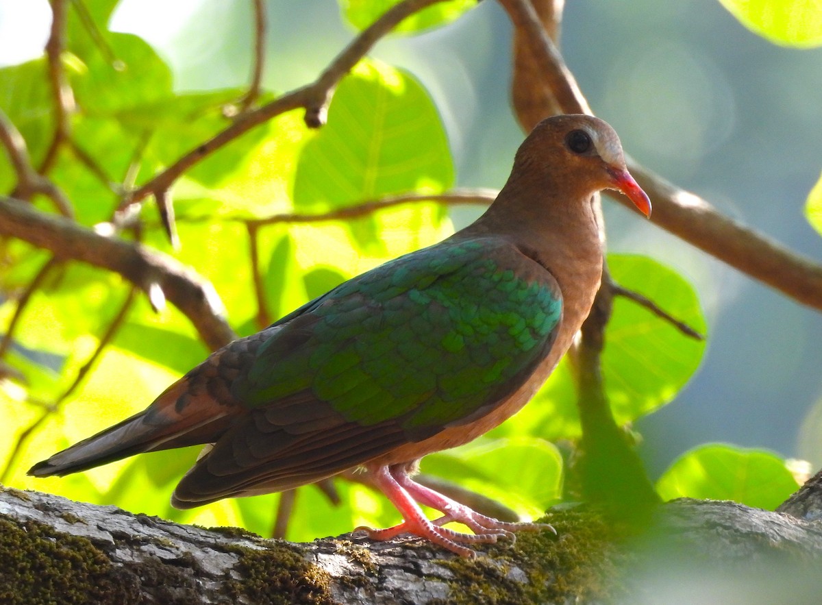 Asian Emerald Dove - ML614891542