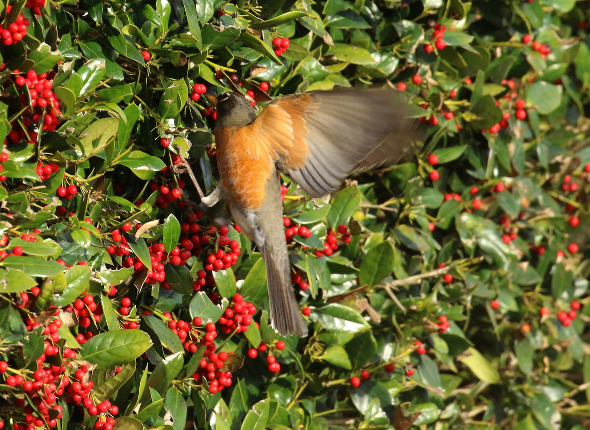 American Robin - ML614891544