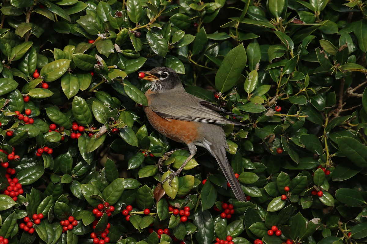 American Robin - ML614891545