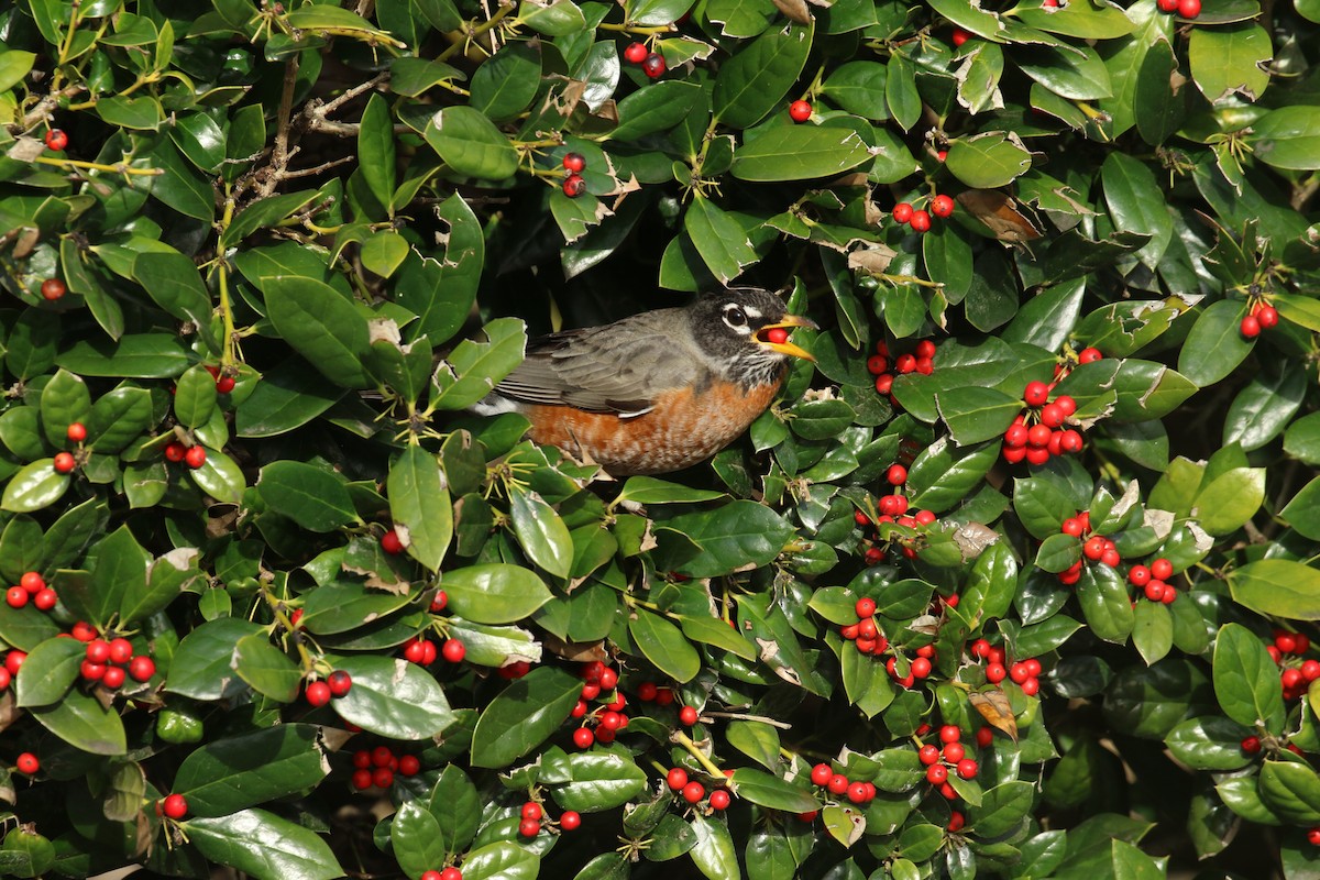 American Robin - ML614891546