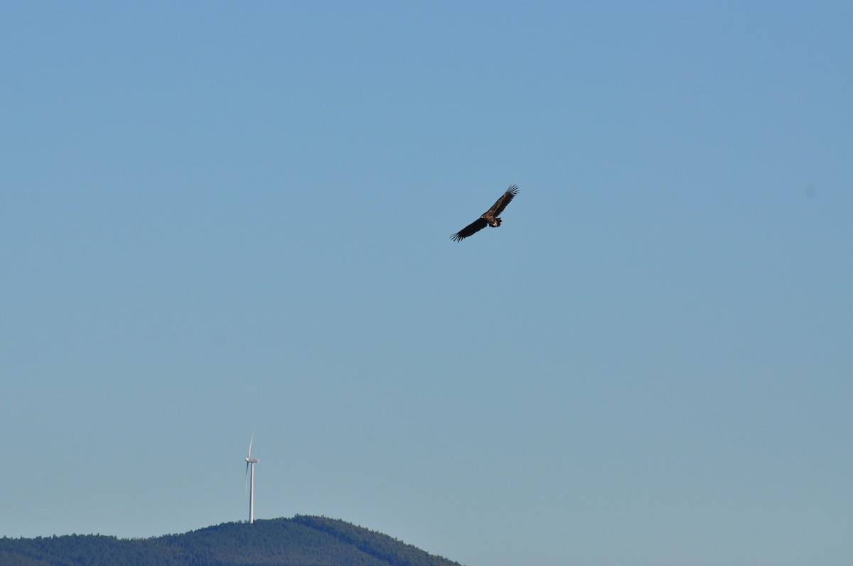 Cinereous Vulture - ML614891550