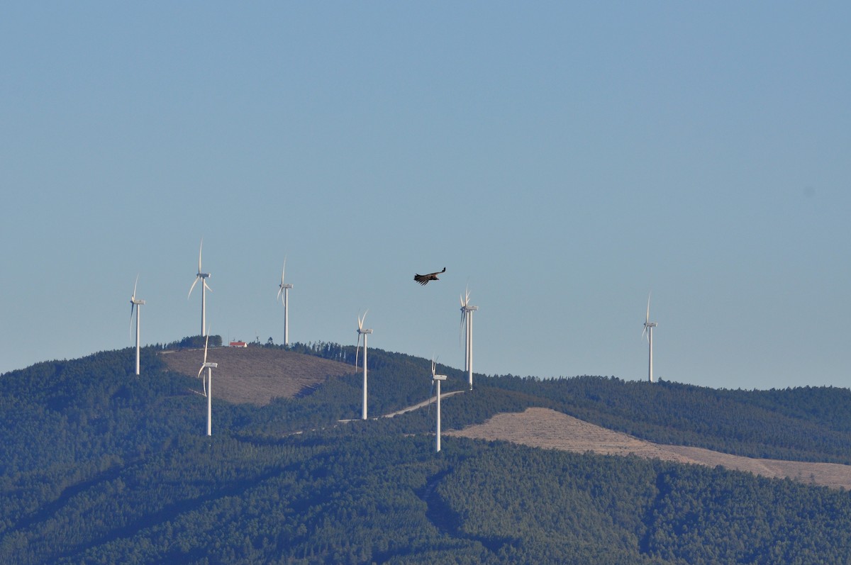 Cinereous Vulture - ML614891551