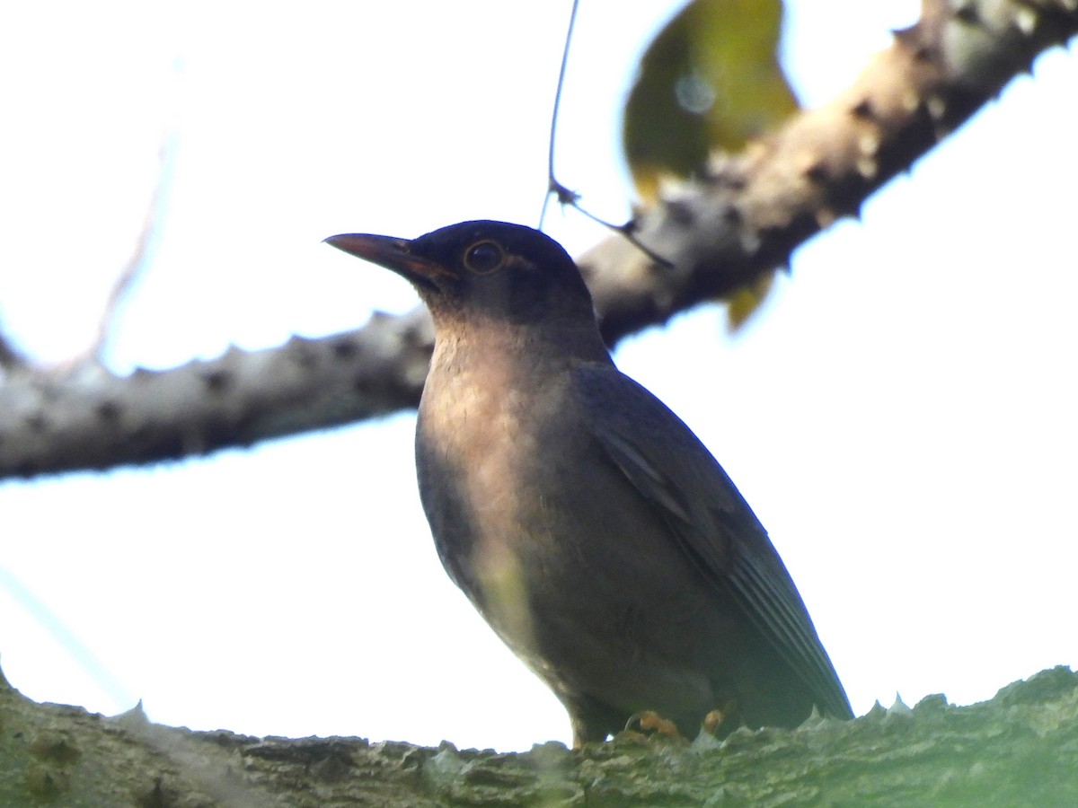 Indian Blackbird - ML614891559