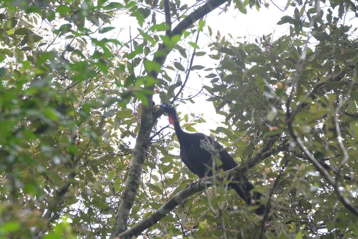 Black-fronted Piping-Guan - Dante Gabriel Moresco