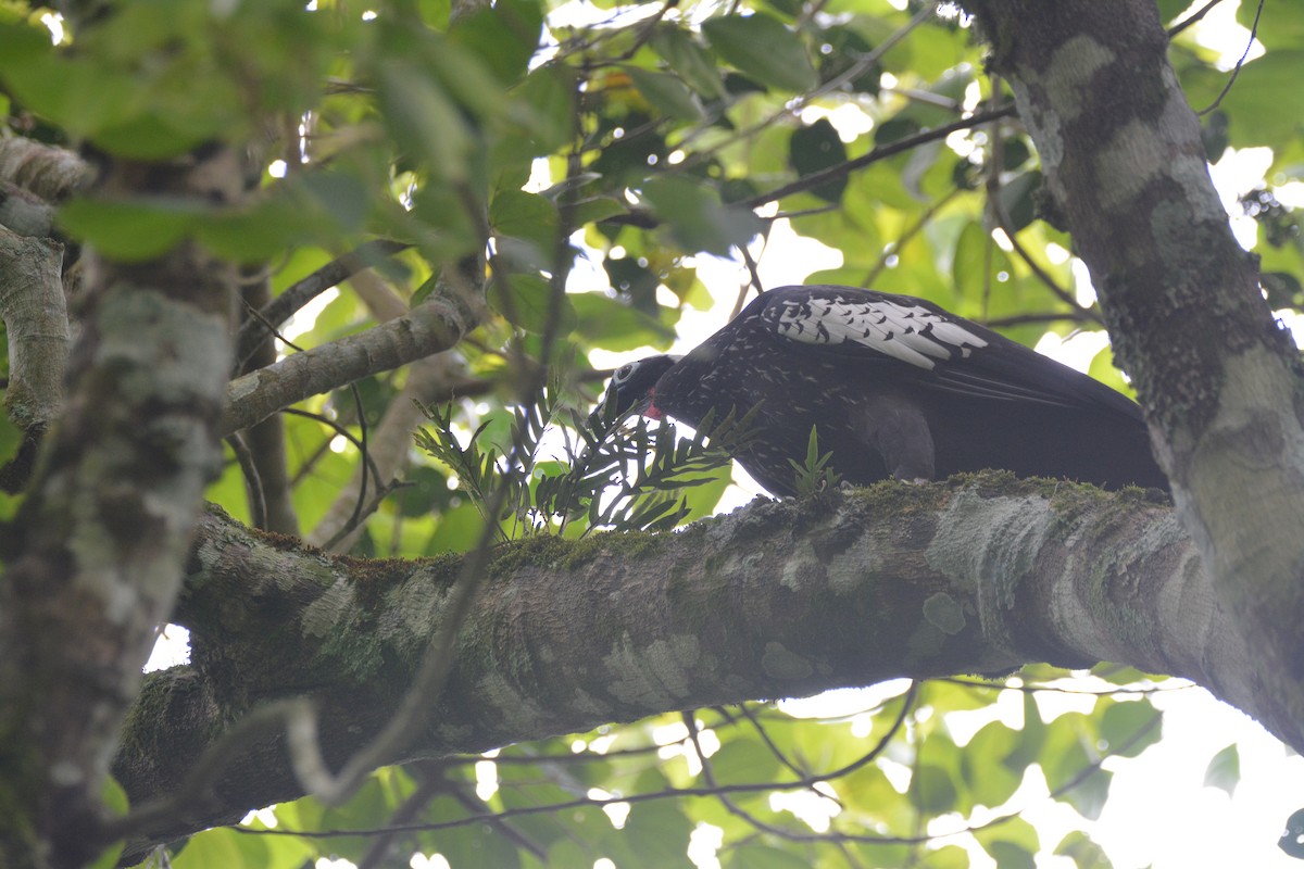 Black-fronted Piping-Guan - Dante Gabriel Moresco