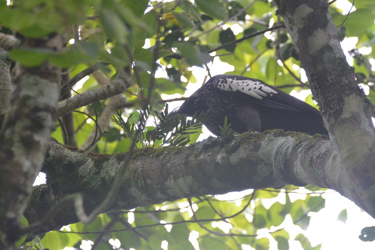 Black-fronted Piping-Guan - Dante Gabriel Moresco