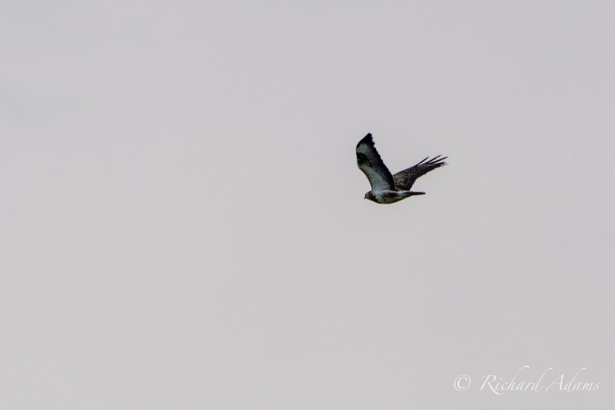 Common Buzzard - Richard Adams