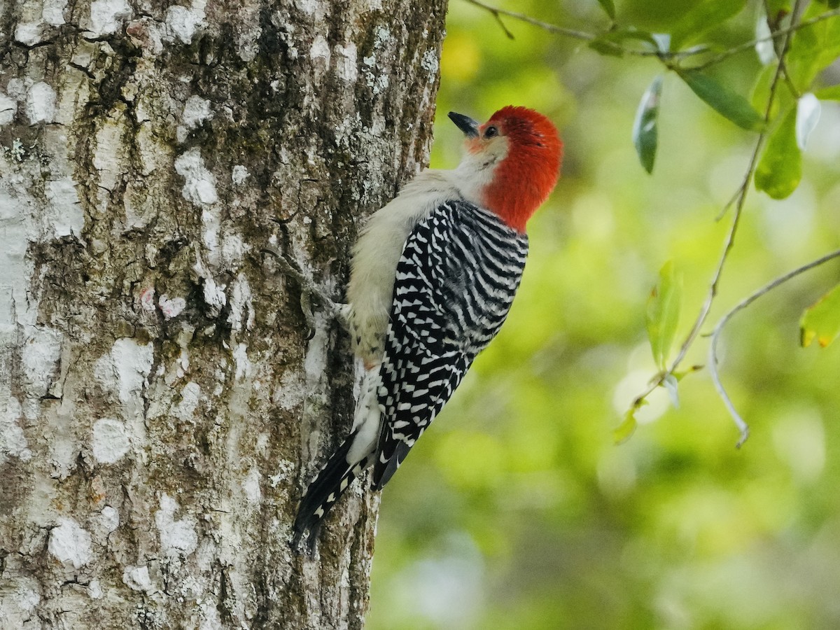 Red-bellied Woodpecker - ML614891673