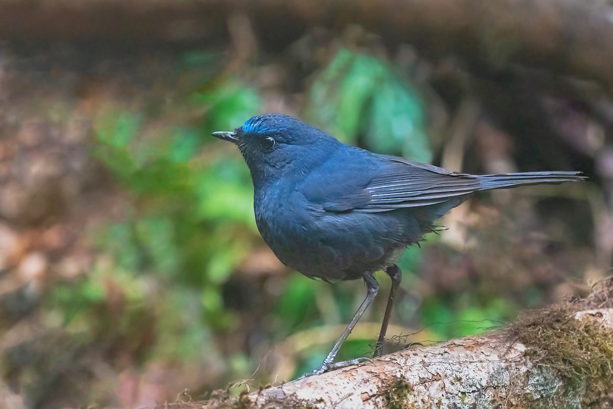 Blue-fronted Robin - ML614891684