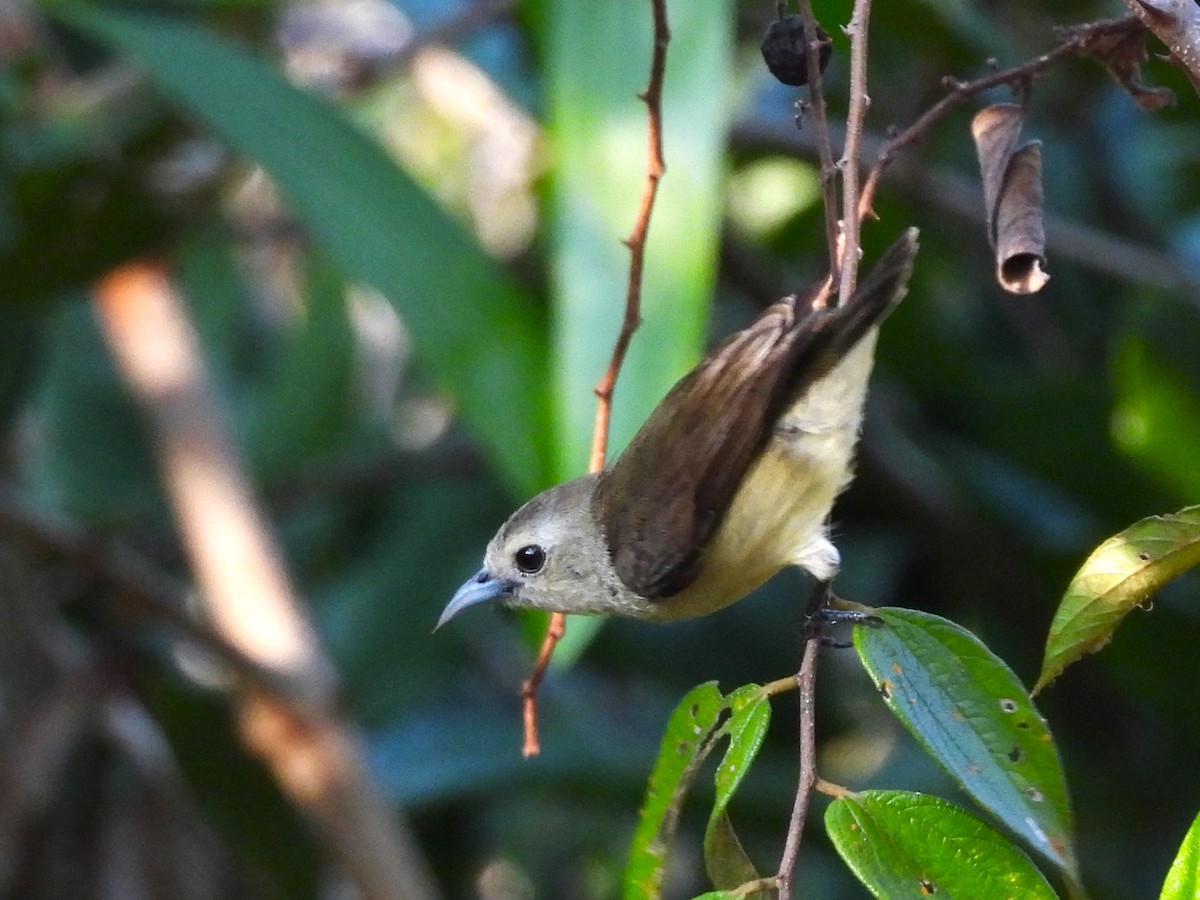 Nilgiri Flowerpecker - ML614891709