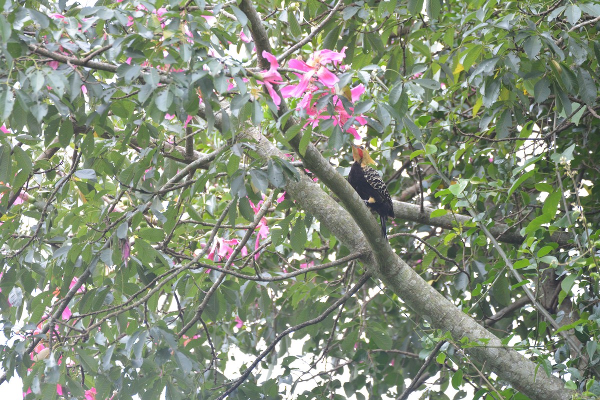 Blond-crested Woodpecker - Dante Gabriel Moresco