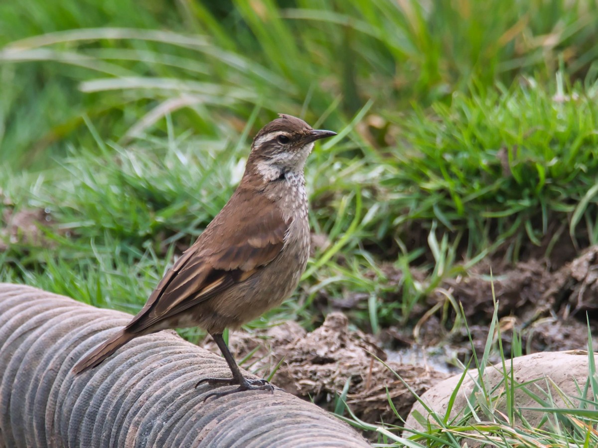 Chestnut-winged Cinclodes - ML614891760