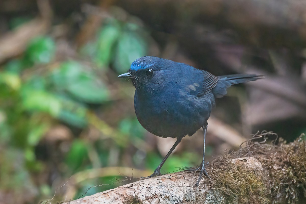 Blue-fronted Robin - ML614891774