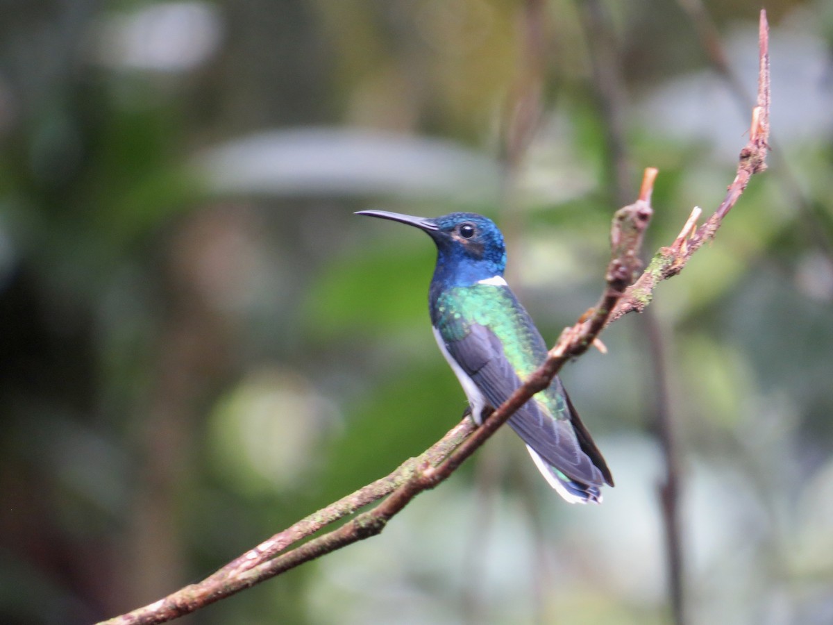 Colibrí Nuquiblanco - ML614891776