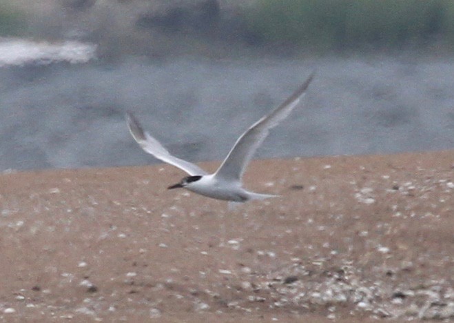 Sandwich Tern - ML614891796