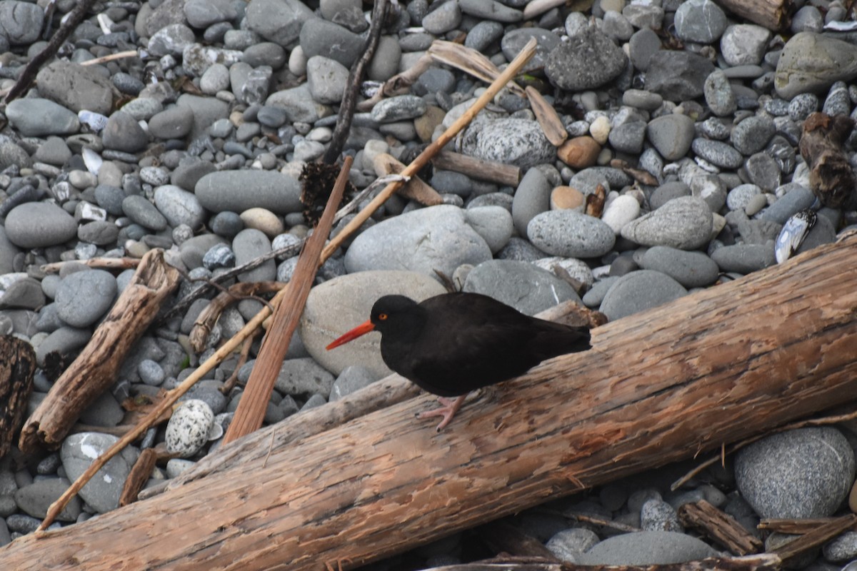 Black Oystercatcher - Mike Grifantini