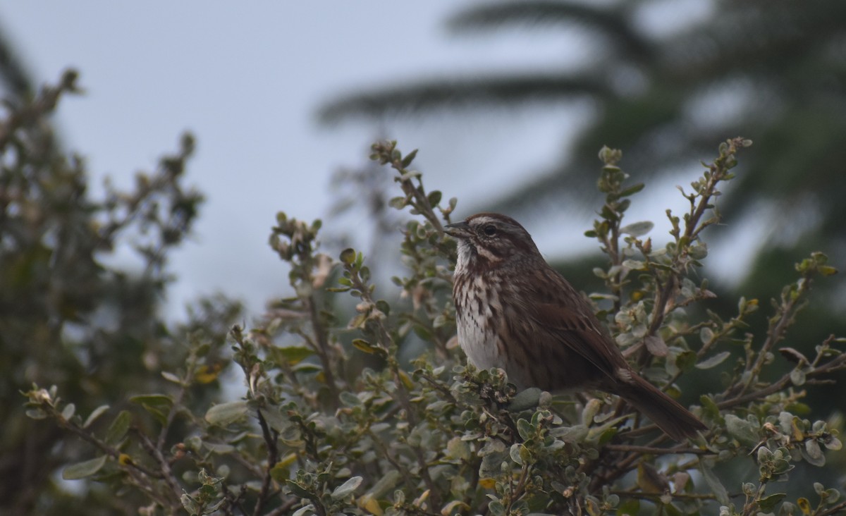 Song Sparrow - Mike Grifantini