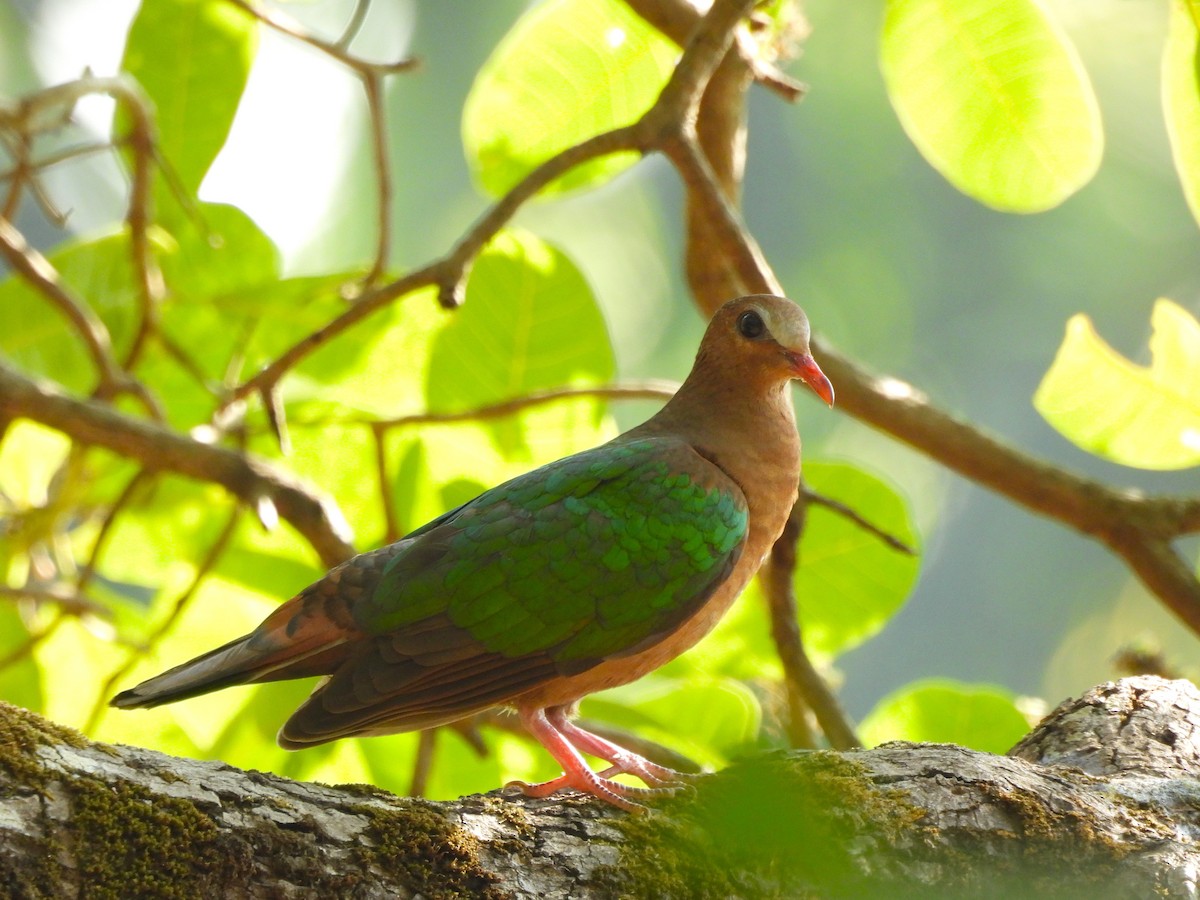 Asian Emerald Dove - ML614891850