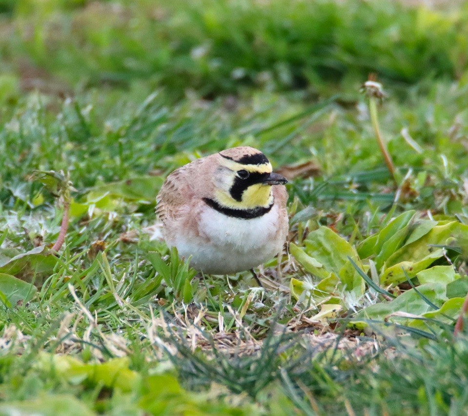 Horned Lark - Butch Carter