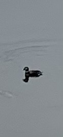 Long-tailed Duck - ML614891890