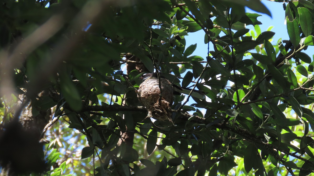 New Zealand Fantail - ML614891917