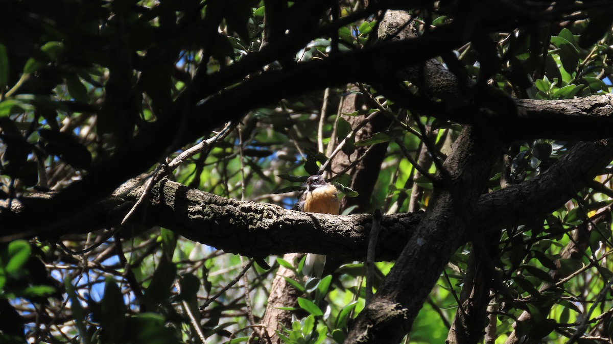 New Zealand Fantail - ML614891925