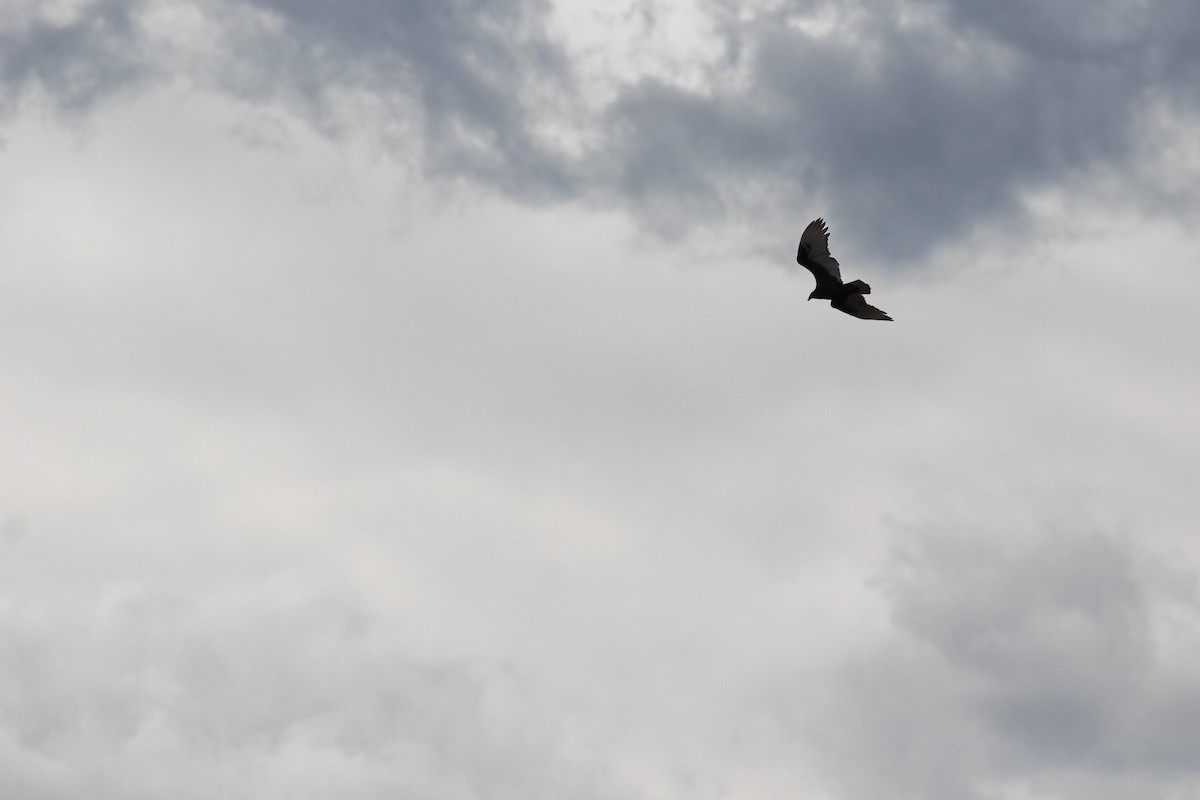 Turkey Vulture (Northern) - Zealon Wight-Maier