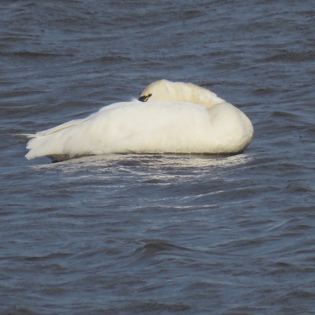 Tundra Swan - ML614891983