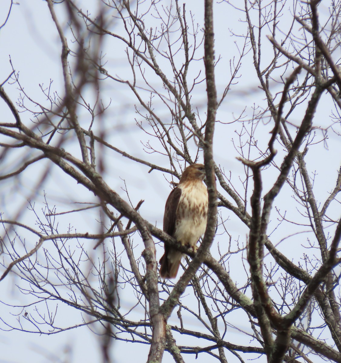 Red-tailed Hawk - ML614892003