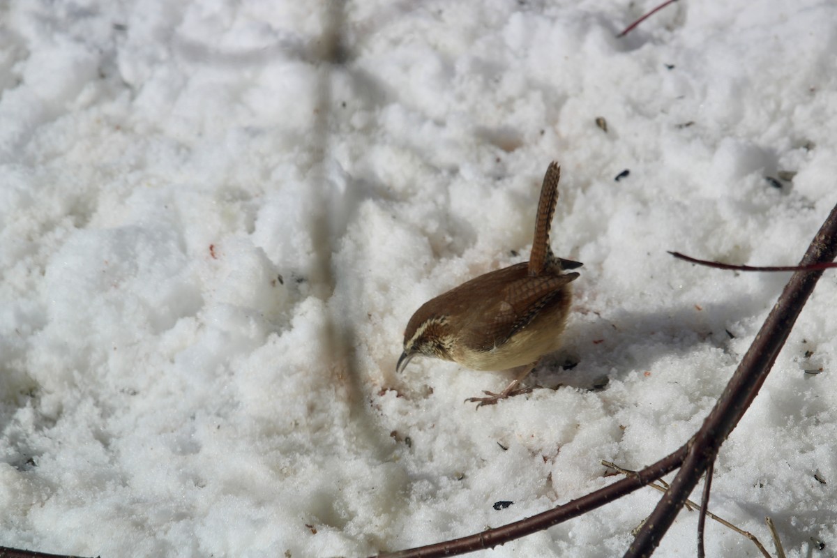 Carolina Wren - ML614892009