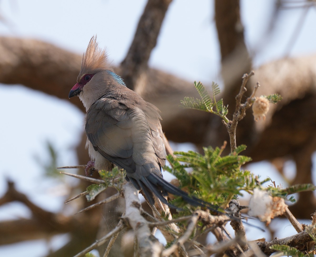 Blue-naped Mousebird - Tracy McLellan