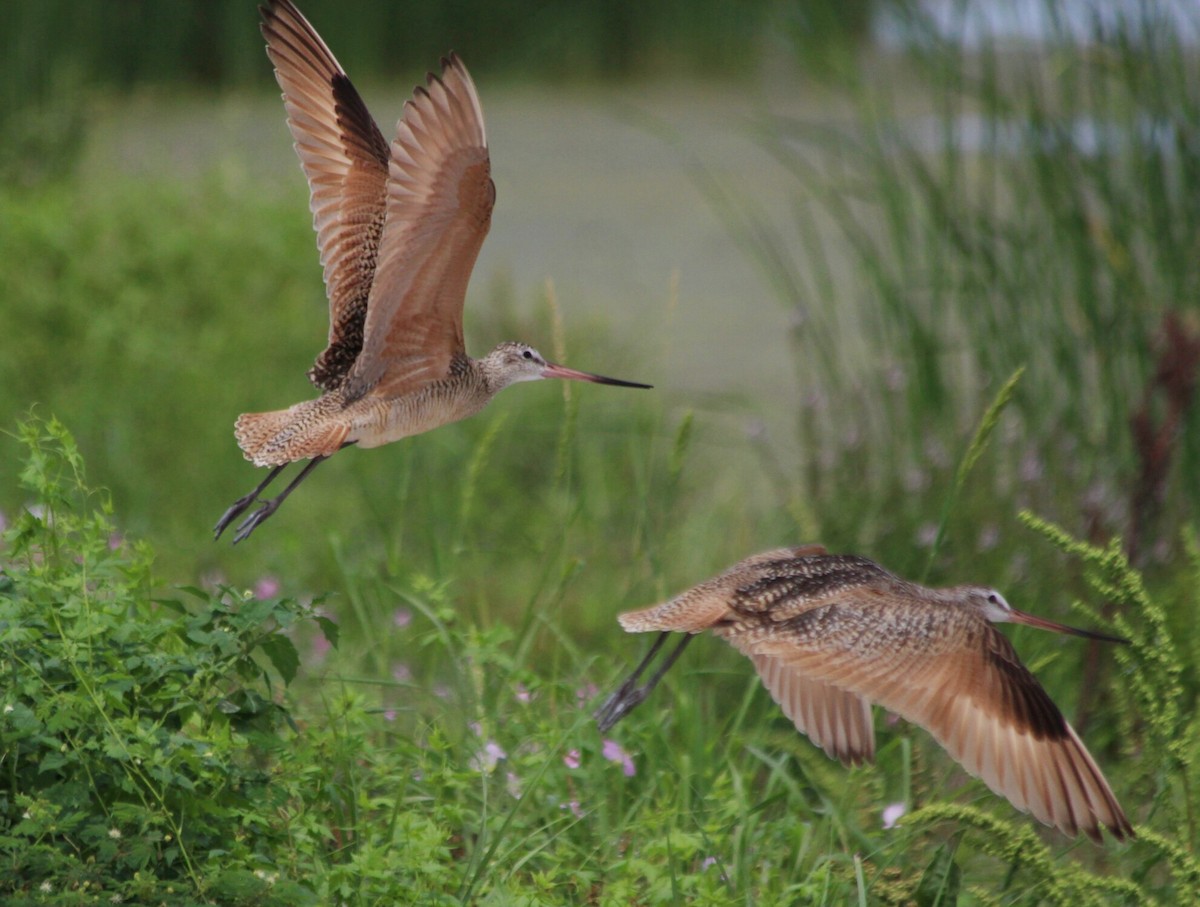 Marbled Godwit - ML61489211