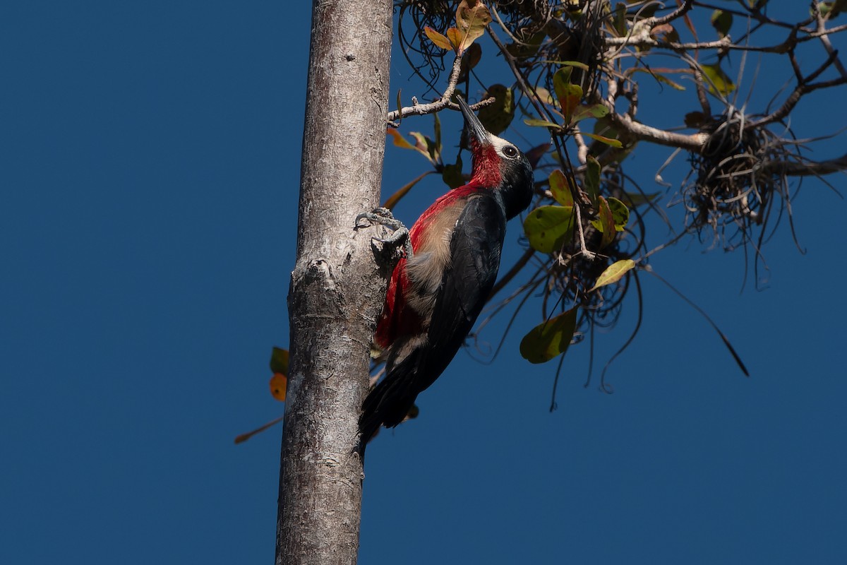 Puerto Rican Woodpecker - ML614892130