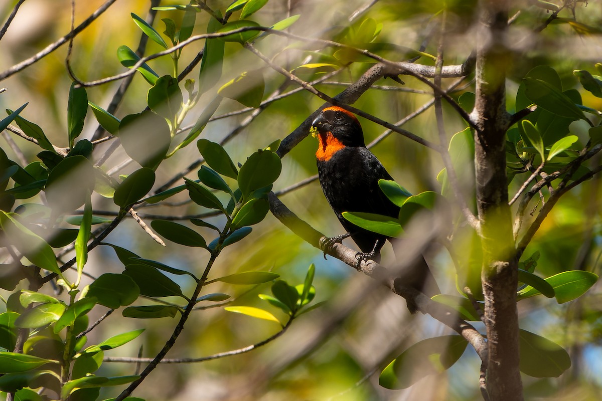 Puerto Rican Bullfinch - David Kidwell