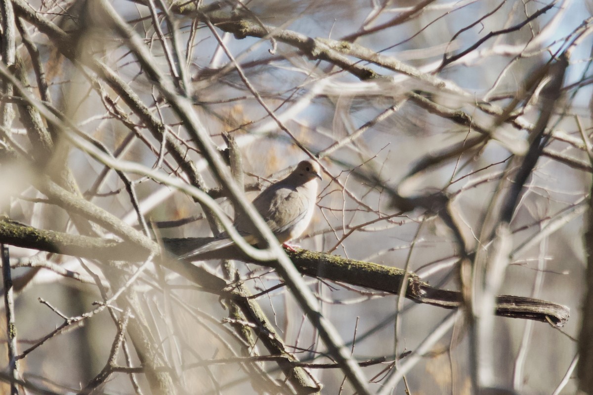 Mourning Dove - ML614892159