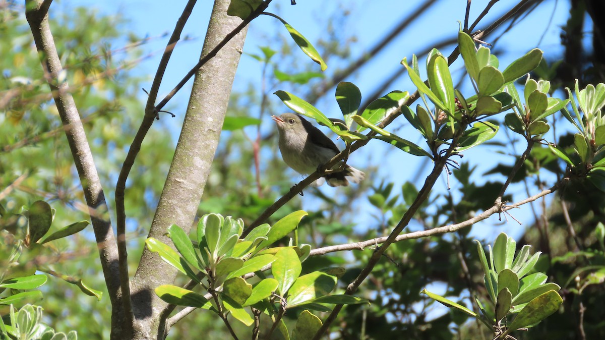 Gray Gerygone - ML614892171