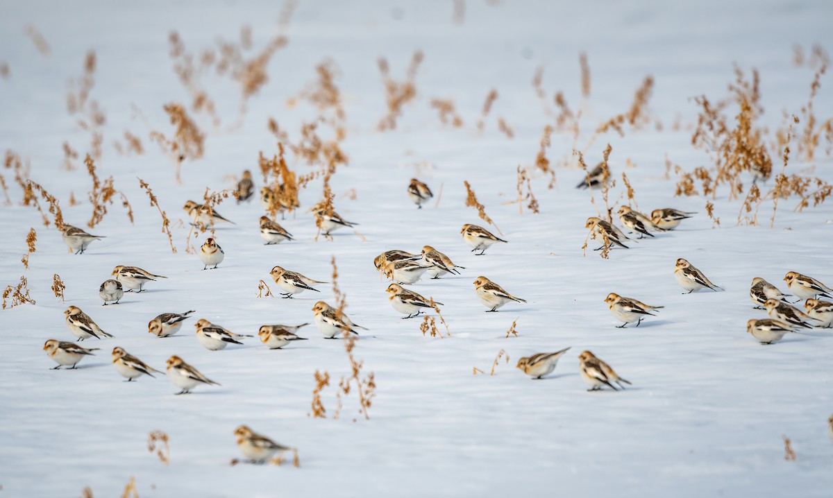 Snow Bunting - Annie Lavoie