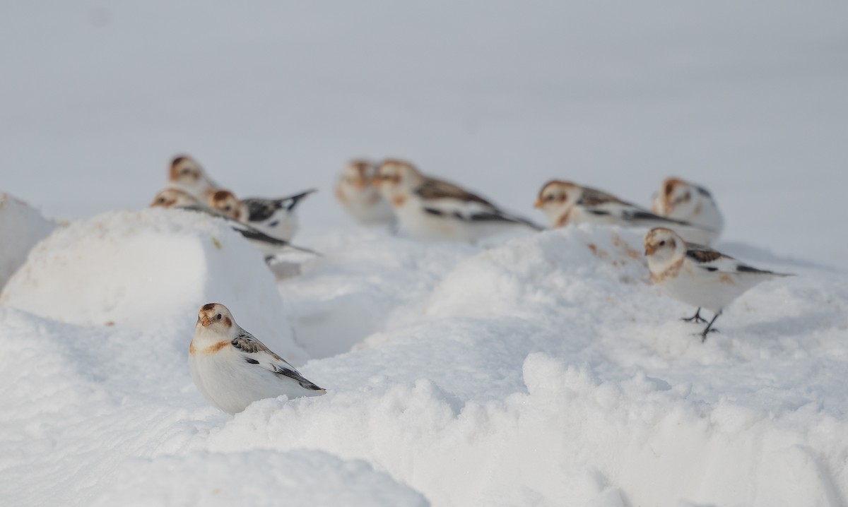 Snow Bunting - Annie Lavoie